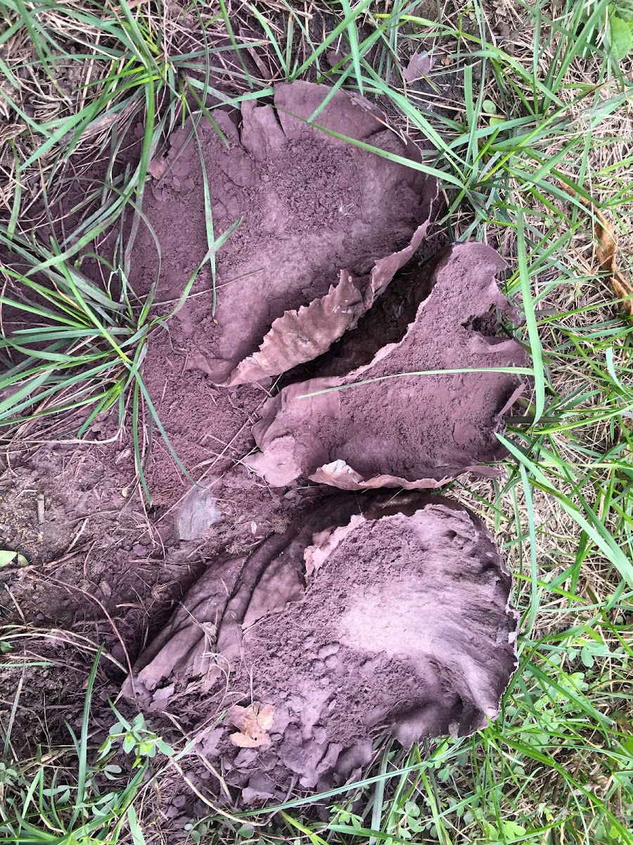 Purple-spored Puffball