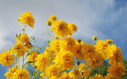 yellow daisy