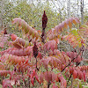 Smooth Sumac