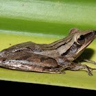 Four-lined Tree Frog