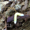 Cutworms or Dart Moth