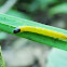 Tortrix Moth Caterpillar