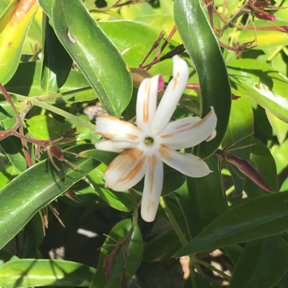 jasmine flower