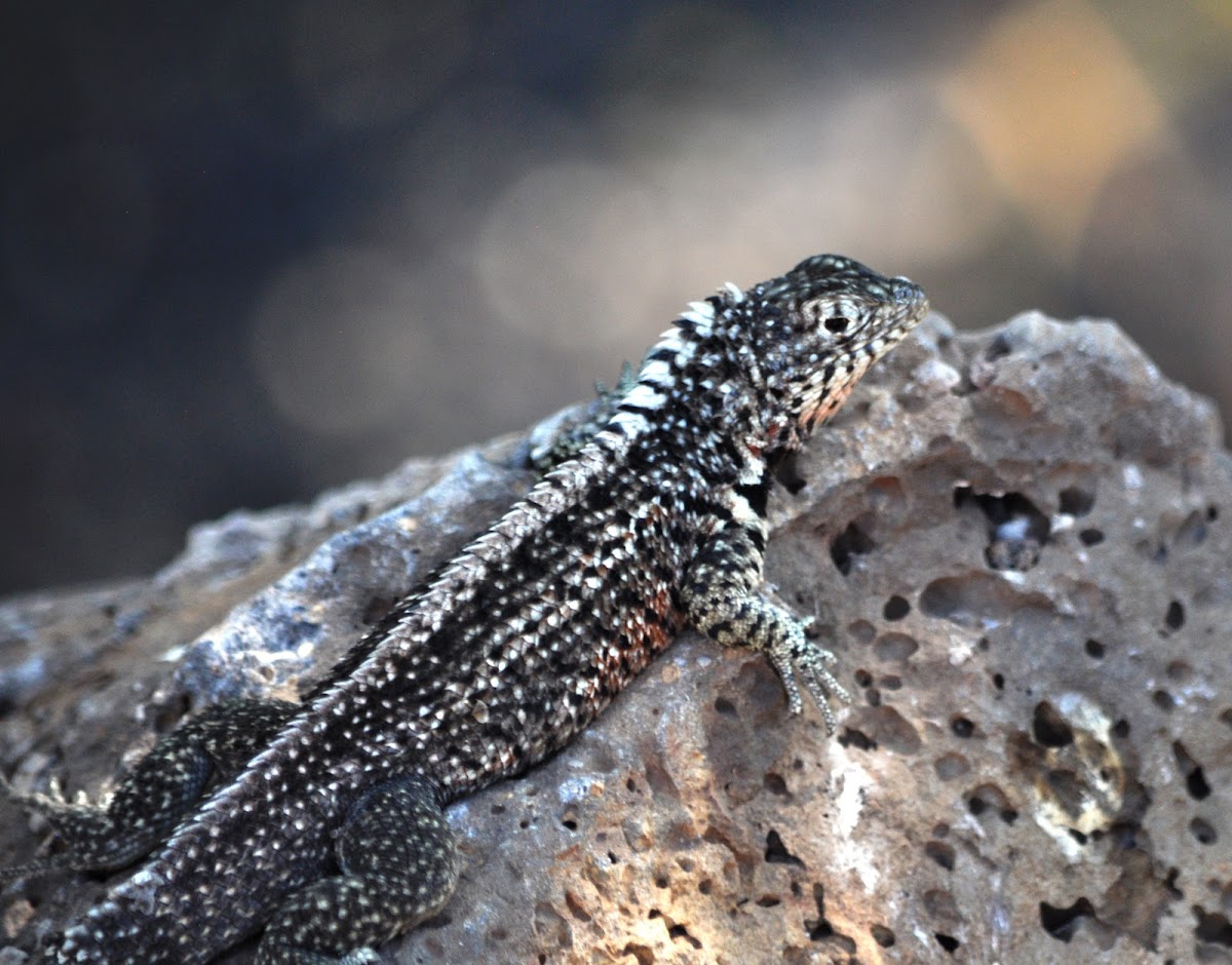 Marine Iguanas