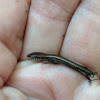 Ground skink