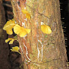 yellow fan-shaped fungi