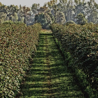 Passaggio tra le vigne. di 