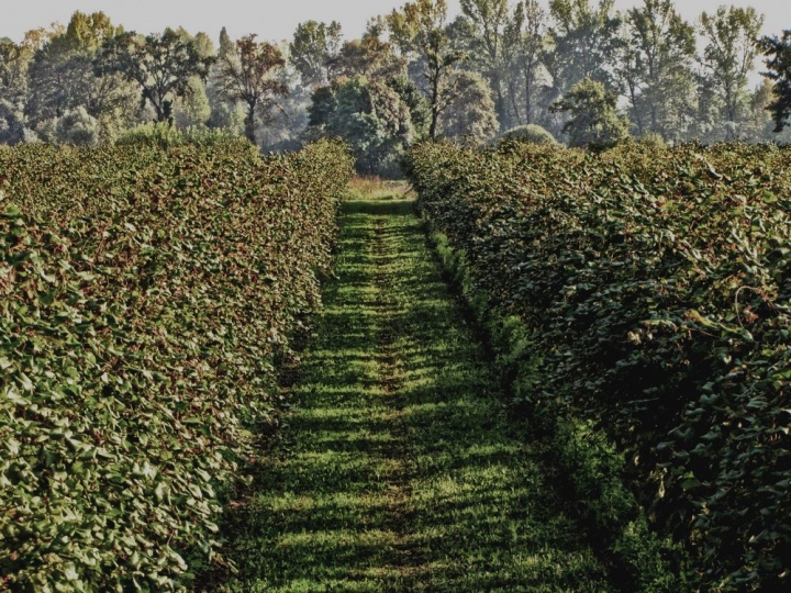 Passaggio tra le vigne. di Marina 64