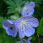 Wooly Geranium