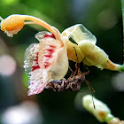 Riềng Rừng, Lesser alpinia