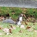 Eastern gray squirrel