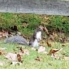 Eastern gray squirrel