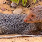 ruddy mongoose