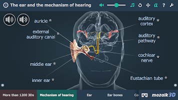 The mechanism of hearing 3D Screenshot