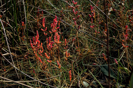 Salicornia ramosissima