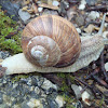 Burgundy snail