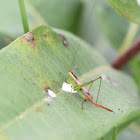 Short-winged Meadow Katydid