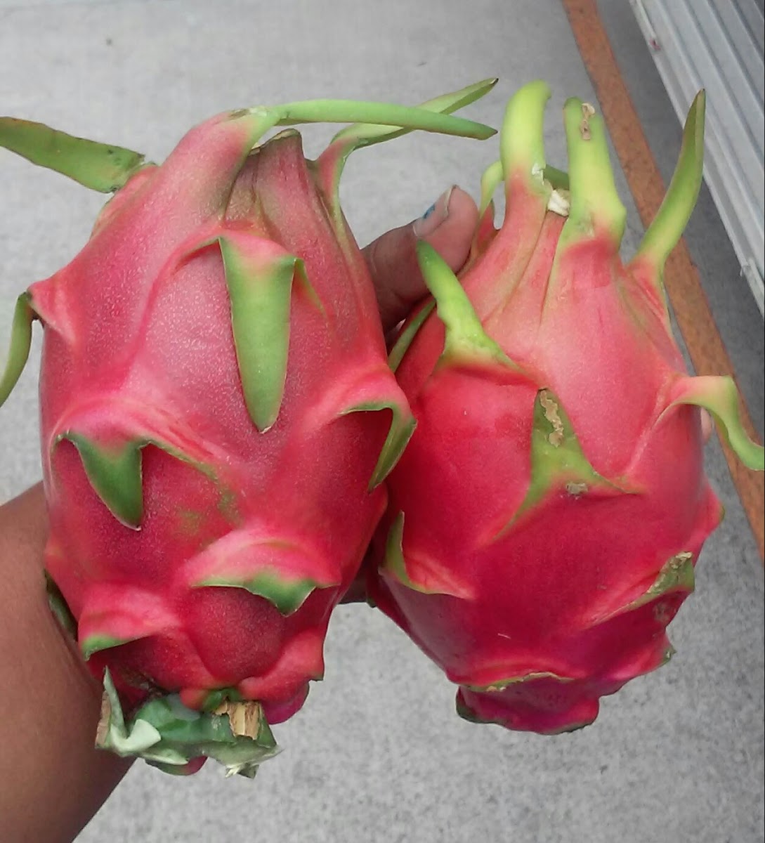 Pitahaya