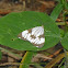 Magpie moth