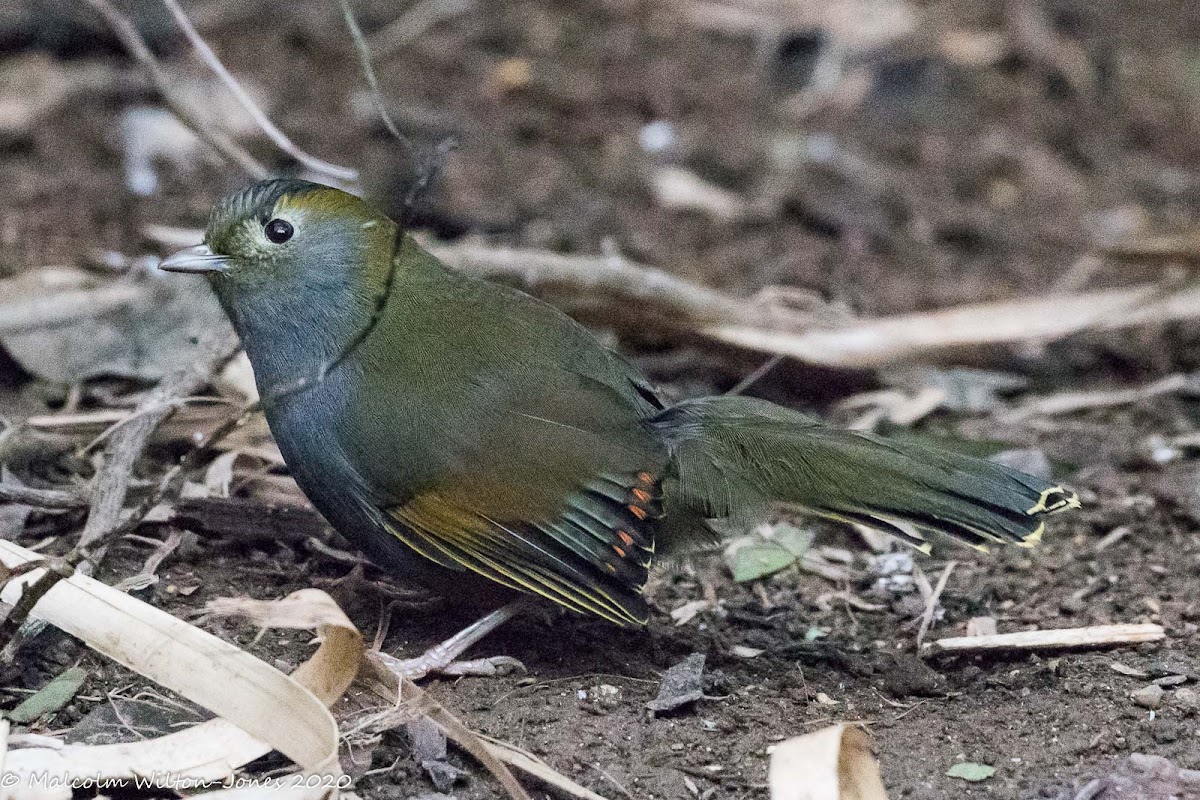 Grey-faced Liocichla