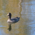 American Coot