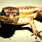 Western Fence Lizard - female