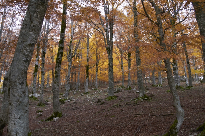 Caldo autunno di infmauz