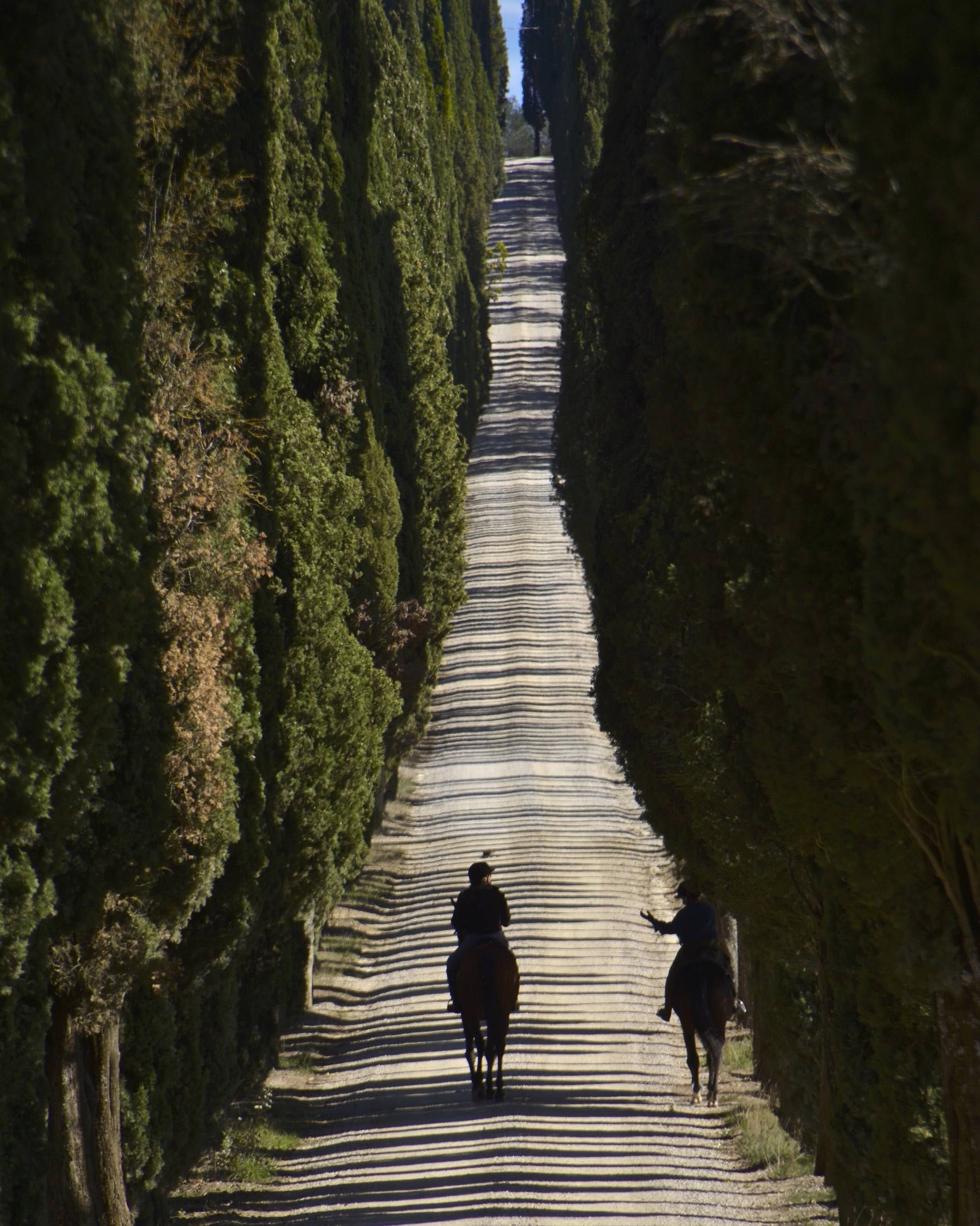 Villa Arceno near Castelnuovo Berardenga and Siena, reached by rows of centuries-old cypress trees