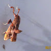 Pyralid Moth