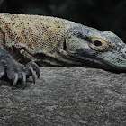 Komodo dragon