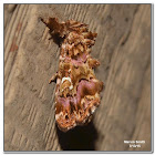 Pink-Shaded Fern Moth