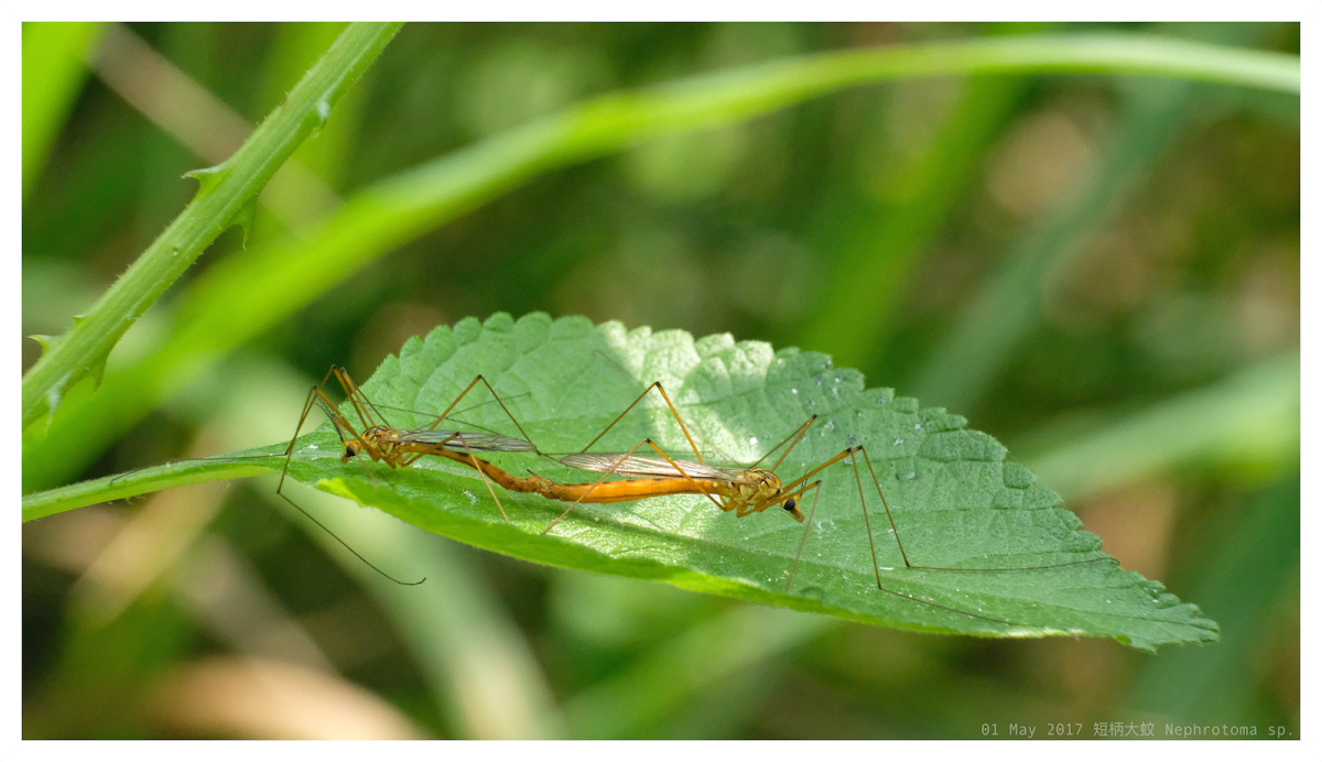 Nephrotoma sp. 短柄大蚊