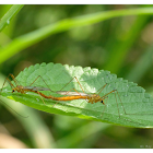 Nephrotoma sp. 短柄大蚊