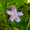 Siberian Spring Beauty