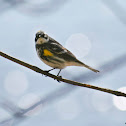 Yellow-Rumped "Myrtle" Warbler