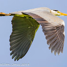 Grey Heron