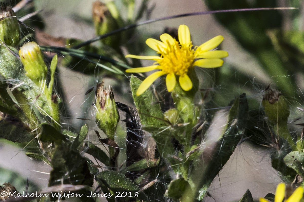 Yellow flower, Wild Mignonette?