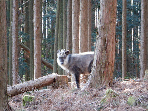 カモシカ