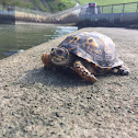 Eastern Box Turtle