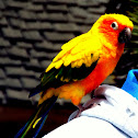 Sun conure