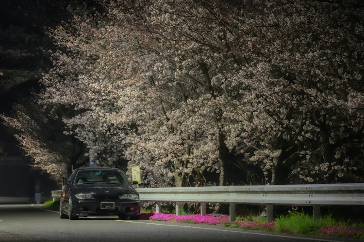 3シリーズ クーペのBMW・318ci・黄砂と花粉は敵・桜に関するカスタム事例の投稿画像3枚目