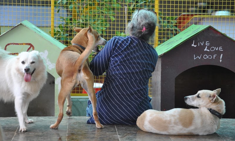 christmas-on-a-budget-bangalore_charlies_animal_rescue_centre