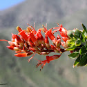 Ocotillo