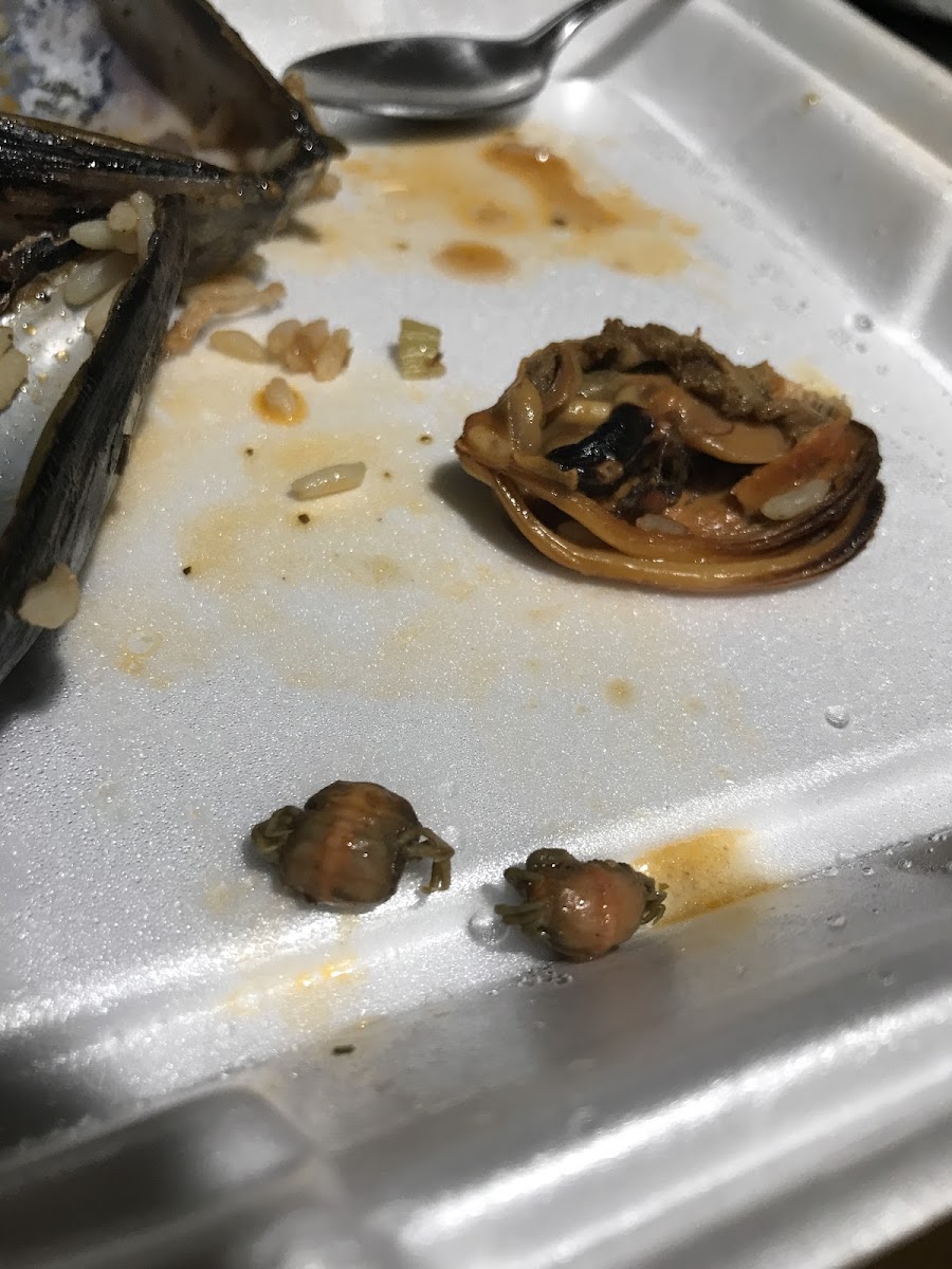 There were little dead crab-looking creatures inside of the mussels in my jumbalaya....... and a spider-looking creature too?