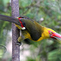 Araçari-banana (Saffron Toucanet )