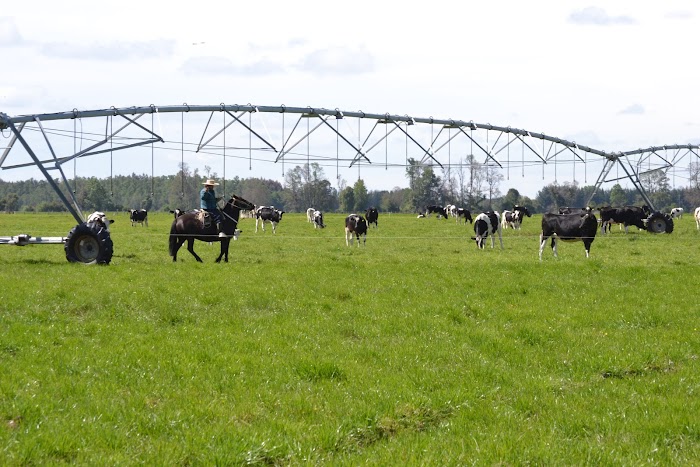 Pivô de irrigação em um campo com gado