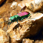 Splendid Tiger Beetle