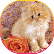 Cute cat  crystal themes  Icon
