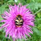 Bee beetle