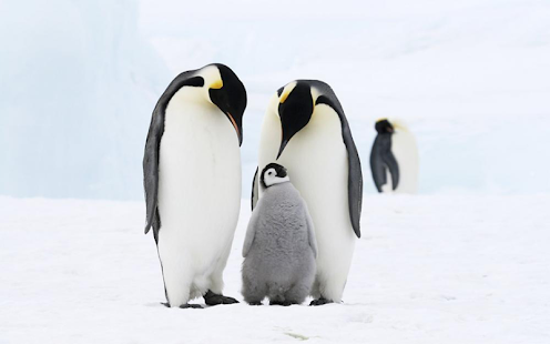 Penguins Live Wallpaper Screenshots 2